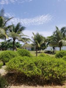 a group of palm trees in a park at La croix du sud in Lomé