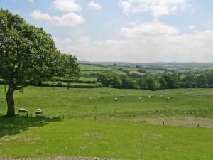a herd of sheep grazing in a field with a tree at Lower Shippen - 23493 in North Petherwin