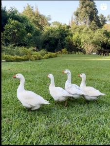 ナイロビにあるSarayu Wellness Instituteの白いアヒルの群れ +8枚の写真