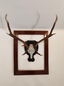 een hertenkop met gewei aan de muur bij Das Bergnest Maishofen in Mitterhofen