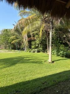 a palm tree in a grassy yard with a palm tree at Cabañas la Granja Rincón de Guayabitos in Rincon de Guayabitos