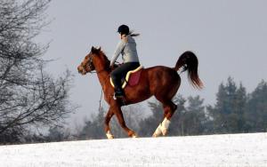 a woman riding a horse in the snow at Ubytování Česká Kanada in Český Rudolec