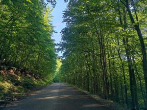 an empty road with trees on either side at La Locanda del Voltigno in Villa Celiera