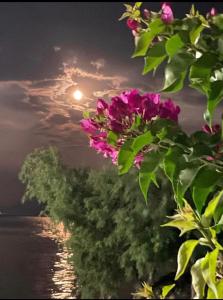 Billede fra billedgalleriet på Hotel Sea i Eratiní