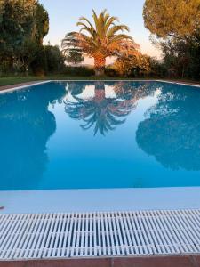 a swimming pool with a palm tree in the background at Podere San Pietro in Le Case
