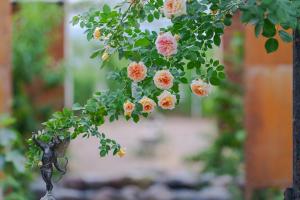 un montón de rosas rosas colgando de un árbol en Paratiisi Camping, en Jälist