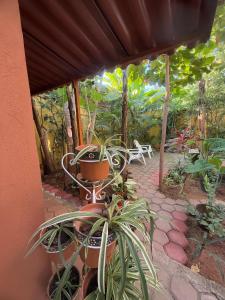 patio con tavolo e piante in vaso di Casa Icaco a Puerto Escondido