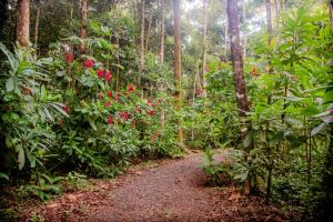 a path in the middle of a forest with red flowers at CASA DE CAMPO JACUZZI MONTAÑA NATURALEZA Leso in San Lorenzo
