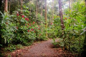 a path in the middle of a forest with red flowers at CASA DE CAMPO JACUZZI MONTAÑA NATURALEZA Leso in San Lorenzo