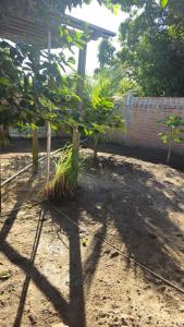 a garden with trees and a brick wall at Casa 3 quartos em Juruti in Juruti