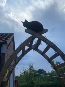 a cat sitting on top of a wooden structure at Chez Little Black Cat in Patrington