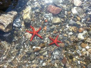 two red starfish laying on the rocks in the water at Cala Dei Mori in Livorno