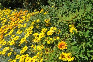a bunch of yellow flowers in a garden at Cala Dei Mori in Livorno