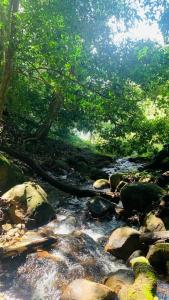 a stream of water with rocks and trees at CALVARY MOUNT WiLD HOME'S in Idukki
