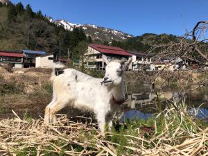 a goat standing in a field next to a body of water at わくわく自然体験の宿ゲストハウス山楽 in Itoigawa
