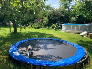 a bird is standing on a blue trampoline at APARTMÁN ČESKÁ KANADA in Nová Bystřice +4 photos