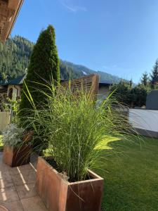 a group of plants in pots in a yard at Hollys Ferienwohnungen in Gerlos