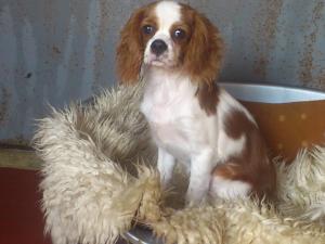 a brown and white dog sitting on a blanket at ХОТЕЛ за кучета Киноложки център СТИФ in Bŭnzareto