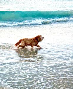 a dog walking in the water on the beach at Pet-Friendly Beachfront Family Dog Bch in Mandurah