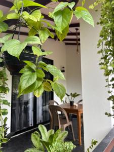 Zahrada ubytování Monstera Haven Hiriketiya