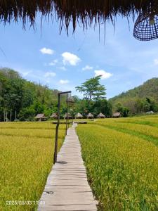 琅勃拉邦3 days tour to visit surroundings of Luang Prabang的一条穿过稻田、屋顶为稻草的小路