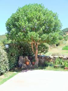 Gallery image of Case Vacanze San Silvestro in Budoni