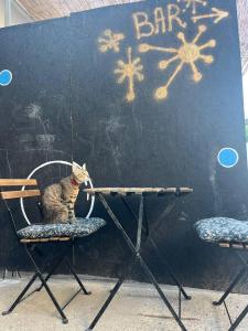 Imagem da galeria de Brodsky's Cat Art Hostel em Novi Sad