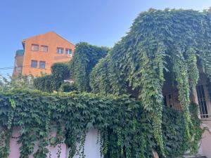 Um jardim no exterior de Brodsky's Cat Art Hostel