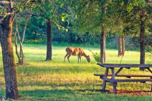 a horse grazing in a field next to a picnic table at 2br Texas Countryside Home w Hot Tub in Marble Falls