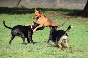 two dogs playing with each other in a field at SAUNA & ICE BATH! - Your Health Retreat Escape in Capel Sound +26 photos
