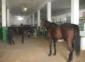 オーリアにあるLa Casa Del Massaroの黒馬の横に立つ茶色馬