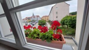 Zahrada ubytování Hotel Kutzbach