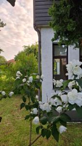 a bush of white flowers in front of a house at Cozy Garden Villa in Ventspils