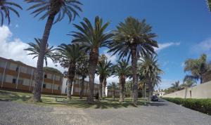 a row of palm trees in front of a building at Hotel Porto Santo & Spa in Porto Santo