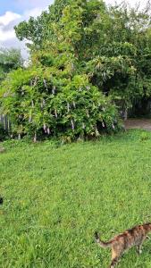 Un jardín fuera de Ezo