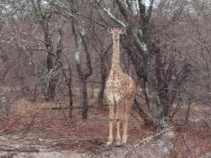 フッドスプルイトにあるMali Mali Safari Lodge House 5のギャラリーの写真