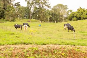 Φωτογραφία από το άλμπουμ του Hotel Campestre Rancho La Lechería στο Cali +19 φωτογραφίες