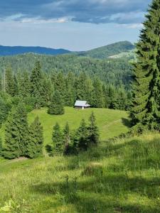 a house on a hill in a field with trees at Camping -Dor de Munte -Ceahlau in Bistricioara
