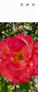 a pink and yellow flower on a plant at Maison Bois in Grosseto-Prugna
