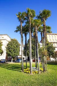 een groep palmbomen in een park bij Appartamenti Lungolago in Verbania