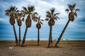 a cat standing in front of palm trees on a beach at Piso Playa de Canet in Canet de Berenguer