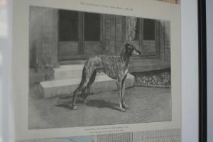 ファルマスにあるThe Greyhoundの窓の前に立っている犬の写真 +15枚の写真