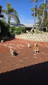 Ospiti di Ramsgate Ocean View con animali domestici