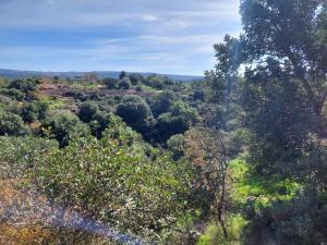an overhead view of a forest of trees with a train at tranquil beautiful house כליל השחר- צימרים קסומים במיקום מרגיע למשפחות וזוגות in Clil