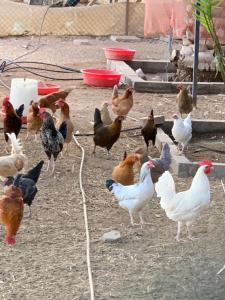 a group of chickens standing in the dirt at Lush 25 Acre Farm Stay I, Play & Serenity in Al Ḩamrānīyah