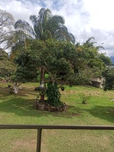Blick auf einen Park mit einem Baum im Gras in der Unterkunft Palms Stars III in Chinauta