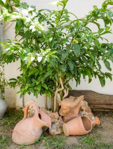 A garden outside Medousa Studio & Apartments
