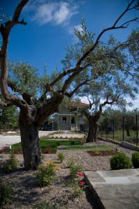 Gallery image of Olivegrove House in Vourvourou