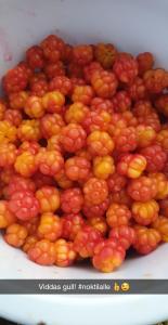 a pile of red and yellow berries in a white bowl at Grasbakken Panorama in Varangerbotn +26 photos