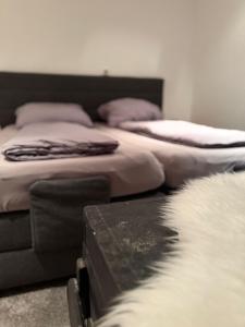 two beds in a room with a cat in the foreground at 100 square meters of fun without neighbors! in Hemmingen